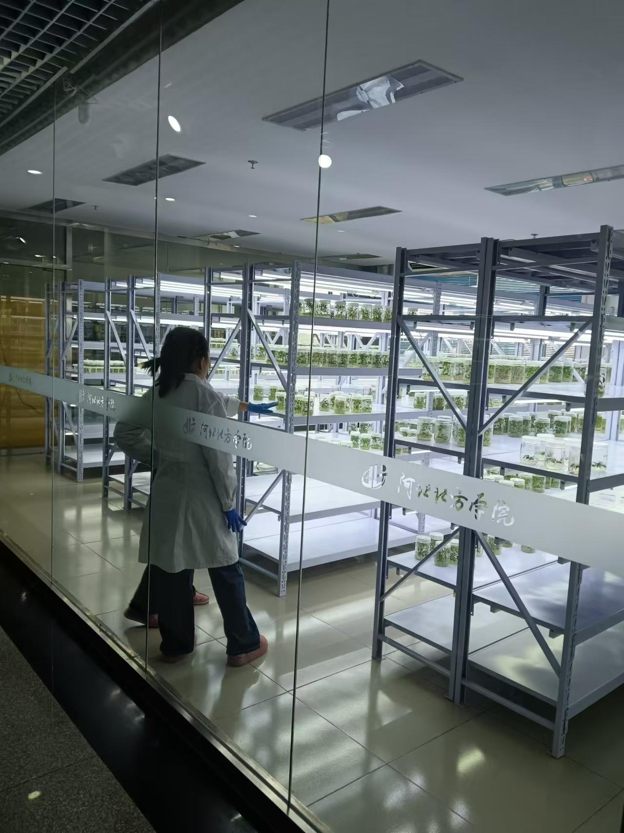 成安植物组培室设计的基本布局有哪些？