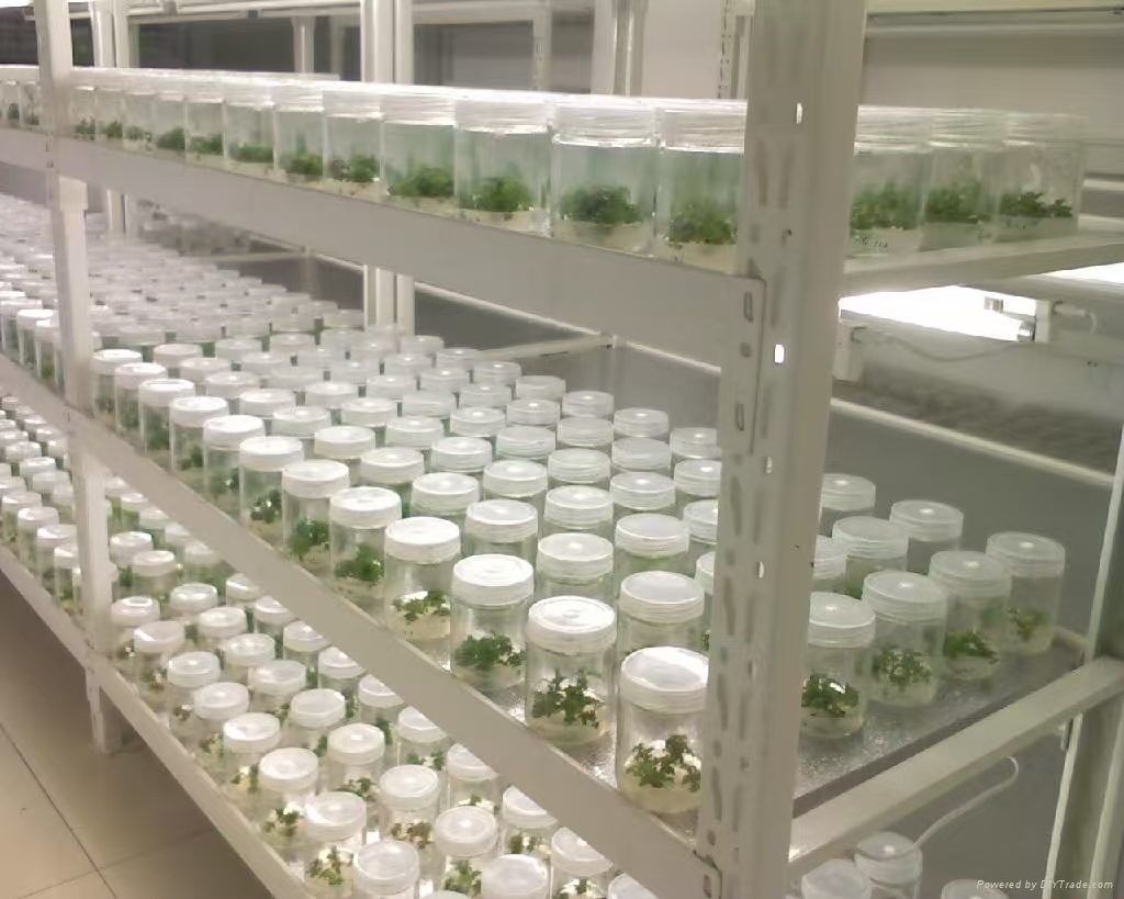 成安组培实验室应该如何布局